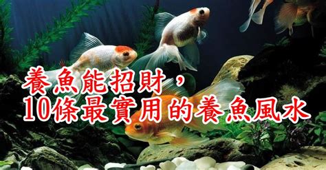 金魚數量 風水|養魚能招財，10條最實用的養魚風水（你一定要知道）。